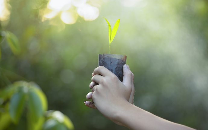 How we plant trees to offset our carbon emissions and how you can too